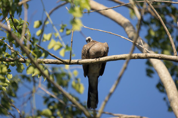 Fototapeta premium Brown Pigeon sitting on tree