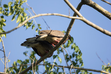 Brown Pigeon sitting on tree