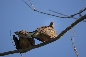 Brown Pigeon sitting on tree