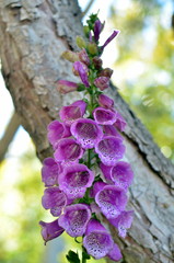 rose foxglove standing tall © Christian
