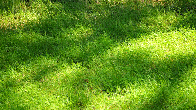 Blurry Images Of Real Natural Green Grass Field.