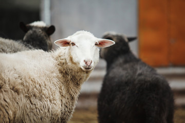 Obraz premium horizontal shot of white sheep looking at the camera.