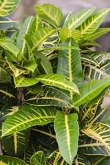 Yellow-green leaves croton.