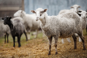 Obraz na płótnie Canvas white sheep chewing hay. ruminant cloven-hoofed animals.