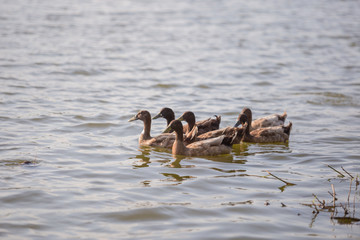 Ducks are swimming in the pond At the park. Duck is swimming for food in the morning.