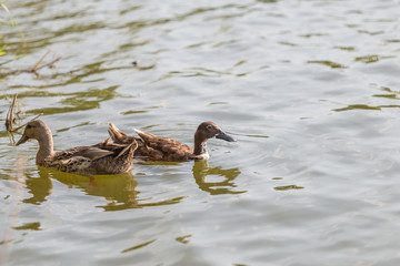 Ducks are swimming in the pond At the park. Duck is swimming for food in the morning.