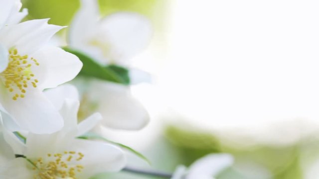 beautiful jasmine white flowers in summer day pan