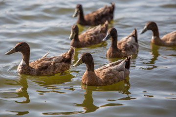 Ducks are swimming in the pond At the park. Duck is swimming for food in the morning.