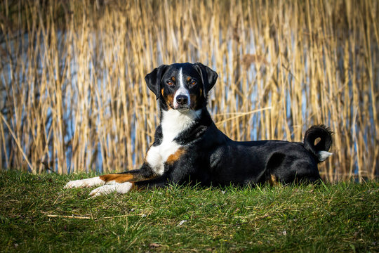 Appenzeller Sennenhund" Images – Browse 1,095 Stock Photos, Vectors, and  Video | Adobe Stock