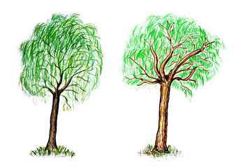 Hand drawn summer deciduous trees isolated on white background.