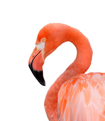 Fototapeta premium Portrait of a flamingo isolated on a white background.