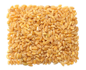 wheat grains isolated on white background. top view