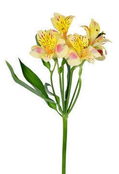Alstroemeria flowers isolated on a white background
