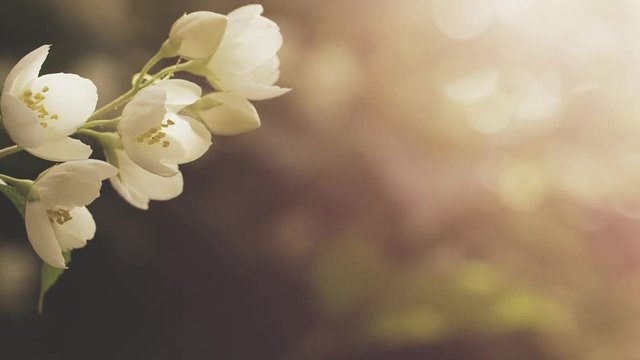 jasmine white flowers in sunset light