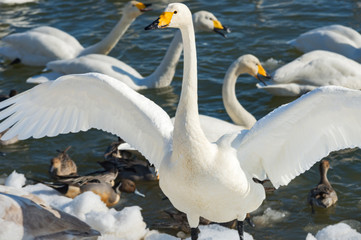 さあ、みんな集まれと号令をかけている？白鳥
