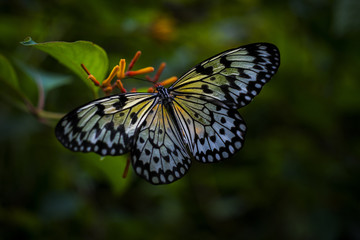 Fototapeta na wymiar transparent butterfly hanging on yellow flower