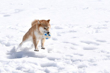 柴犬・雪・ボール遊び