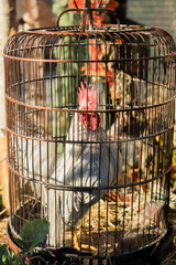 One white rooster with red scalkop in steel cage