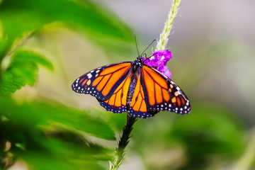 Fototapeta na wymiar Butterfly