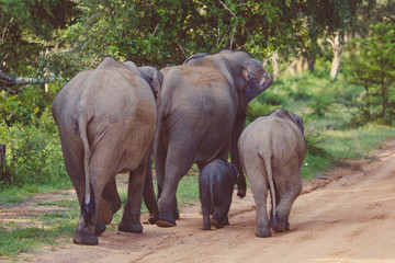Fototapeta premium Elephant Family in Sri Lanka Game Park crossing street. elephant family on the move towards a water hole