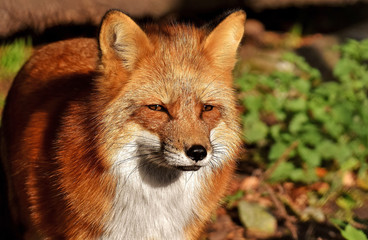 Search photos fox