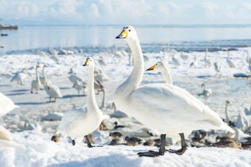 快晴の越冬地で佇む白鳥