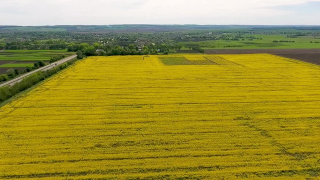 Flowering rape field with in the rural landscape