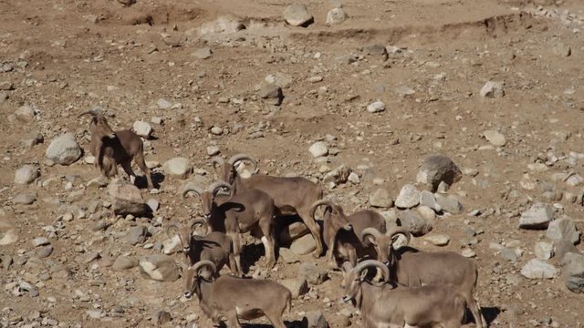 Aoudad barbary sheep tilt down to reveal animals on hill
