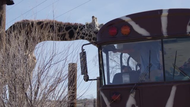 Giraffe taking treats from school bus full of tourism people