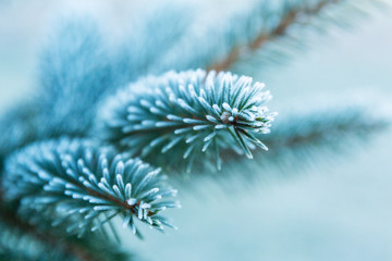 Blue Christmas tree frosted with the first frost. Selected focus.
