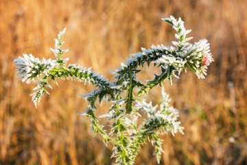 Flowers of burdock covered with the first frost.