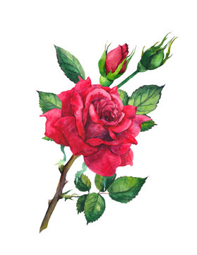 Red rose flower. Watercolor