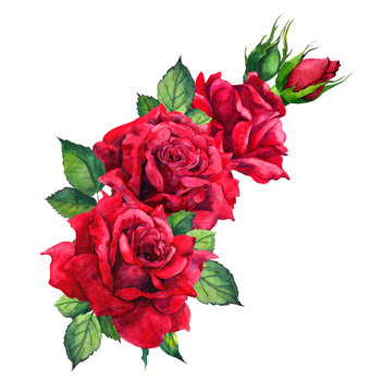 Red roses - floral composition isolated on white. Watercolor