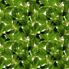 Basil Leafs Seamless Pattern. Repeatably Hand Drawn Background with Spice Herb and Basil.