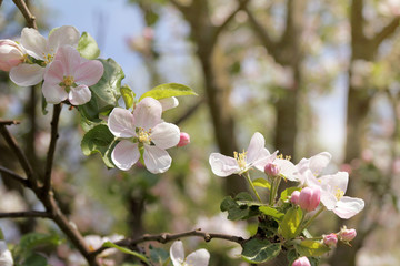 sunny fruit garden/ branch of blossoming apple tree on background of spring trees