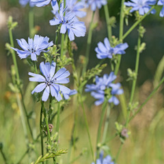 Gew&ouml;hnliche Wegwarte, Cichorium intybus