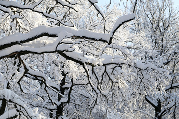 Winter photo landscape