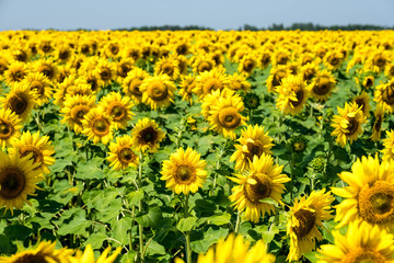 Field of sunflowers. Flowering of sunflower. Agriculture. 