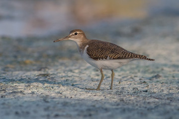 bird, nature, sea, animal,  sandpiper