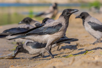 bird, crow, nature, animal