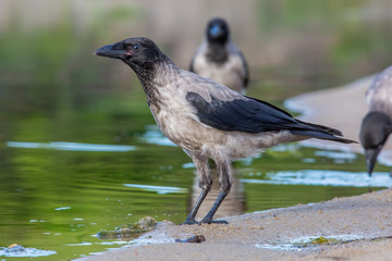 bird, crow, nature, animal