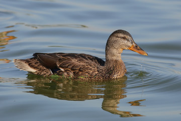 duck, bird, water, lake, mallard