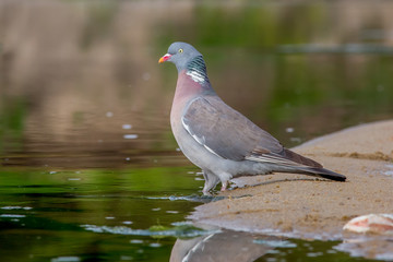  dove,  bird, nature, wildlife, pigeon