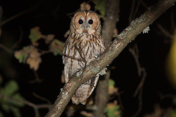  tawny, owl, bird, nature, animal, 