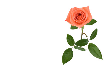 Orange rose with green leaves isolated on white background with copy space from top view, selective focus on flower