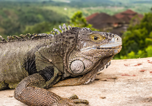  A close view of a head of an adult green iguana, also known as the American iguana.