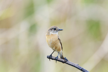 Cute little female Siberian stonechat or Asian stonechat perching on tree branch , Thailand