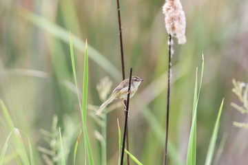 Plain prinia or white-browed wren-warbler perching on small brown branch , Thailand