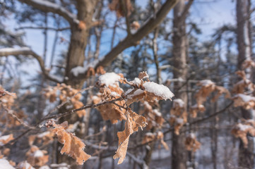 Landschaft im Winter