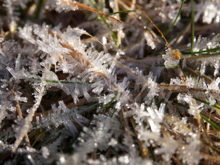 Eis an Gras und Blüten, Eisblumen